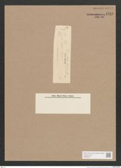 Navicula sp. (de-Toni-Nr.: Genus 1) Zeichnungen Sammlung Grunow Nr. 1516 (NHMW-BOT-W0368041)